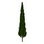 Cypress Trees 3D Models Set