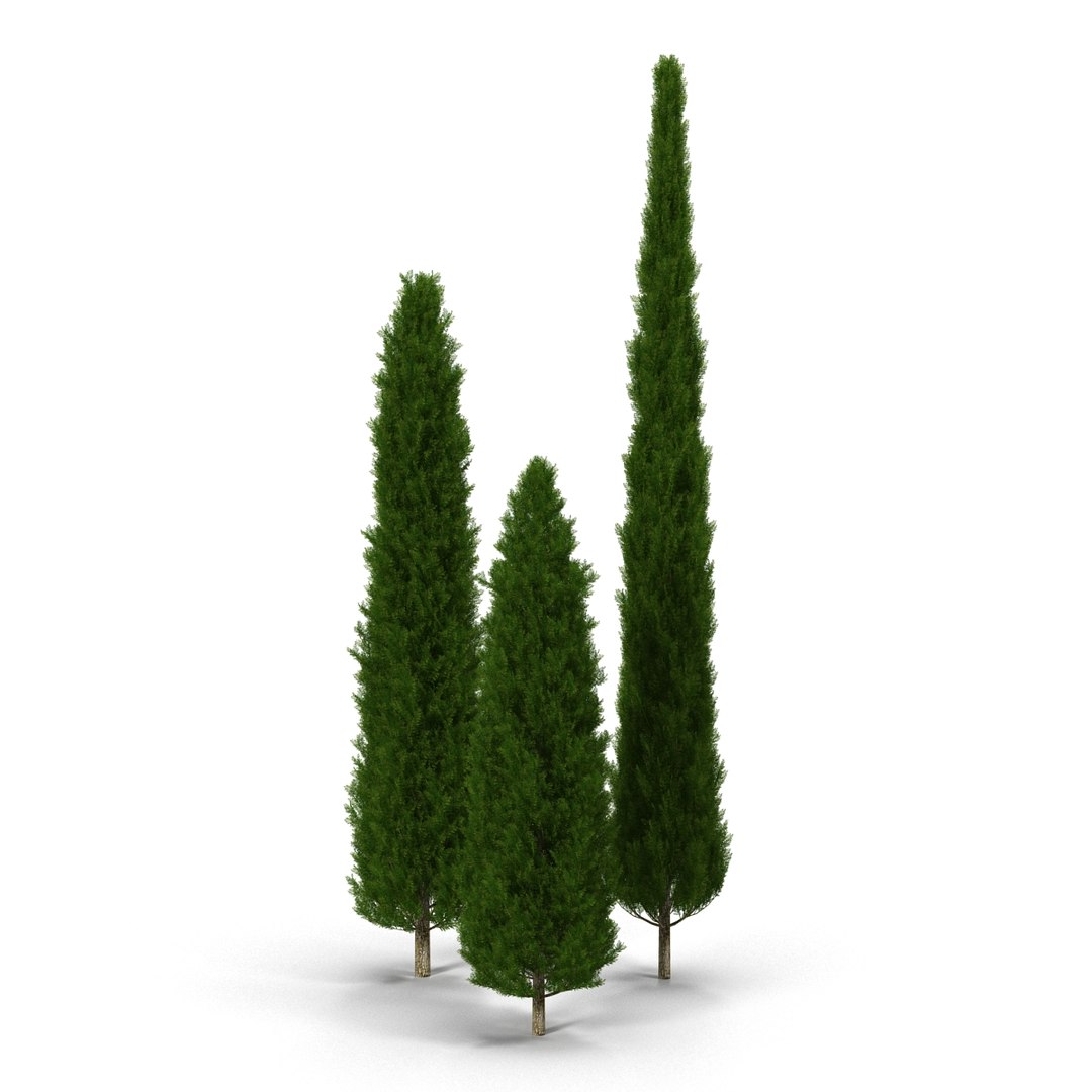 cypress trees set 3d 3ds https://p.turbosquid.com/ts-thumb/bh/3KUKQ2/mPUfuSgj/cypresstrees3dmodelsset09/jpg/1458447685/1920x1080/fit_q87/f9d71e3ddafd6927c12a9942994a971f8ec72341/cypresstrees3dmodelsset09.jpg