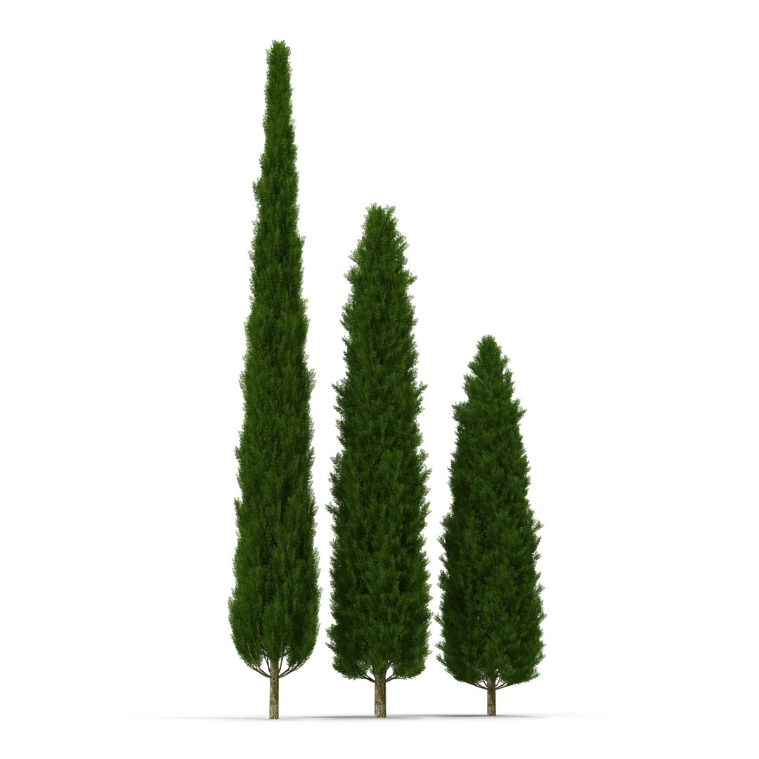 cypress trees set 3d 3ds https://p.turbosquid.com/ts-thumb/bh/3KUKQ2/njlHcdbB/cypresstrees3dmodelsset04/jpg/1458447684/1920x1080/fit_q87/a3bdf7eae1ca752871702e39a330b3a1cfa16948/cypresstrees3dmodelsset04.jpg