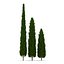 Cypress Trees 3D Models Set