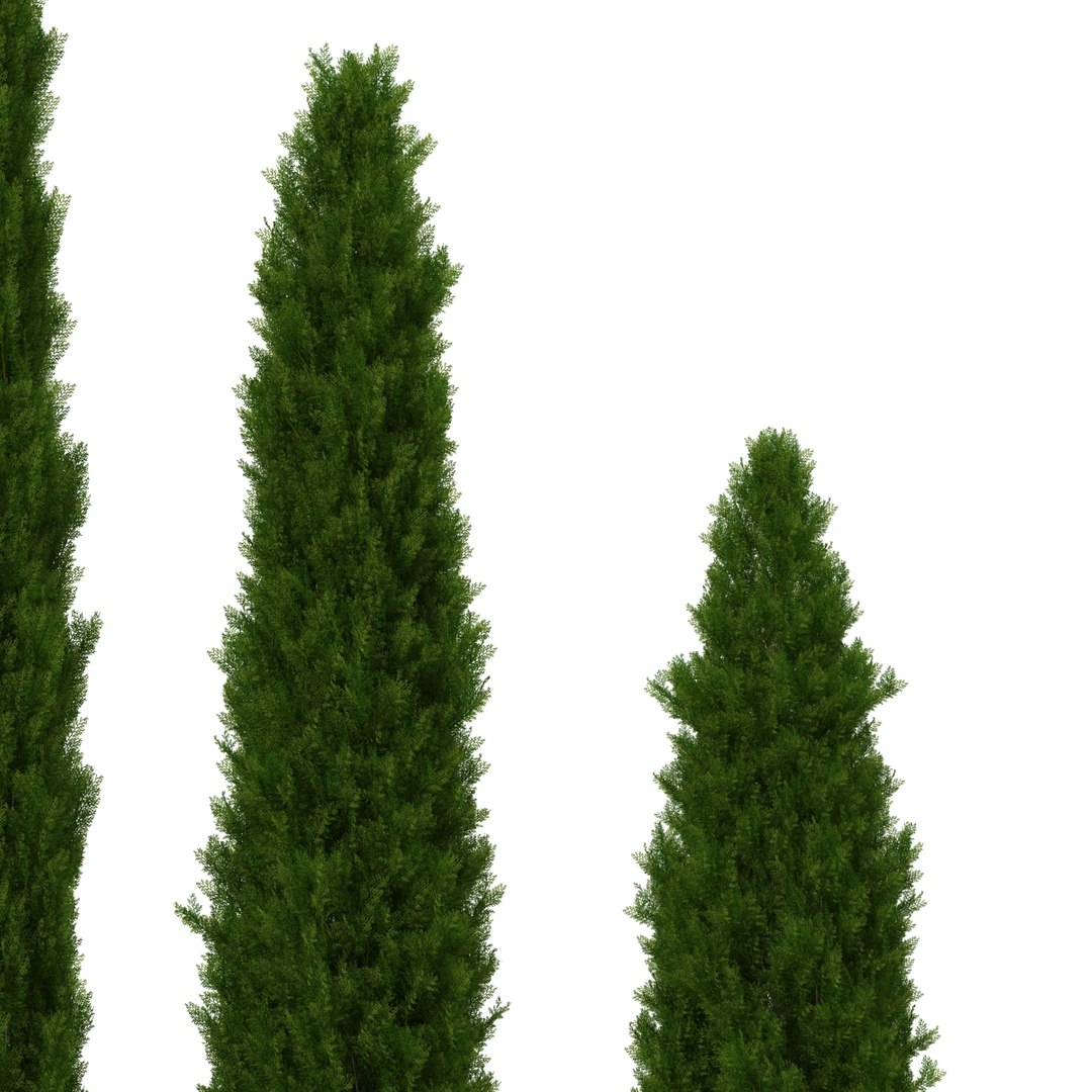 cypress trees set 3d 3ds https://p.turbosquid.com/ts-thumb/bh/3KUKQ2/qegU7GKh/cypresstrees3dmodelsset22/jpg/1458447687/1920x1080/fit_q87/42a30c8190e105ecd407307d326762bc2f48e53a/cypresstrees3dmodelsset22.jpg