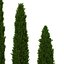 Cypress Trees 3D Models Set