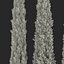 Cypress Trees 3D Models Set