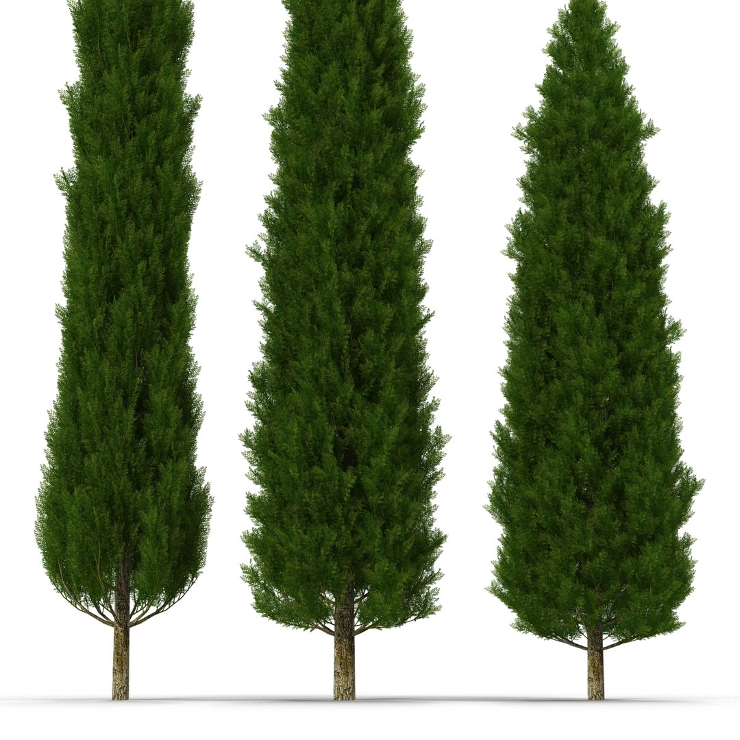 cypress trees set 3d 3ds https://p.turbosquid.com/ts-thumb/bh/3KUKQ2/vfCXnuXE/cypresstrees3dmodelsset20/jpg/1458447686/1920x1080/fit_q87/ff785411a1cbc5c57a96ec5facf0ab51eeef8ead/cypresstrees3dmodelsset20.jpg