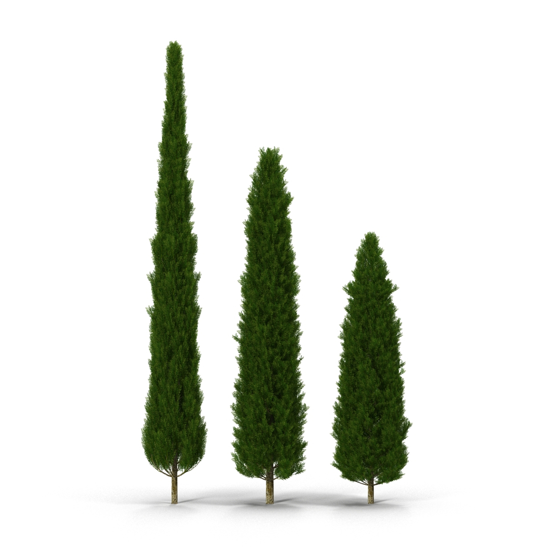 cypress trees set 3d 3ds https://p.turbosquid.com/ts-thumb/bh/3KUKQ2/xf4yhGEd/cypress_trees_set_360/jpg/1458447670/1920x1080/turn_fit_q99/77a8006cbb6d650ea1ffc8ecec7e7acda2eb3915/cypress_trees_set_360-1.jpg