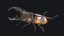Stag Beetle