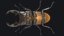 Stag Beetle
