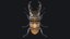 Stag Beetle