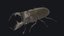 Stag Beetle
