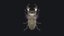Stag Beetle
