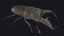 Stag Beetle