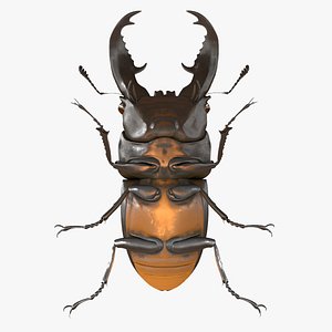 Stag Beetle