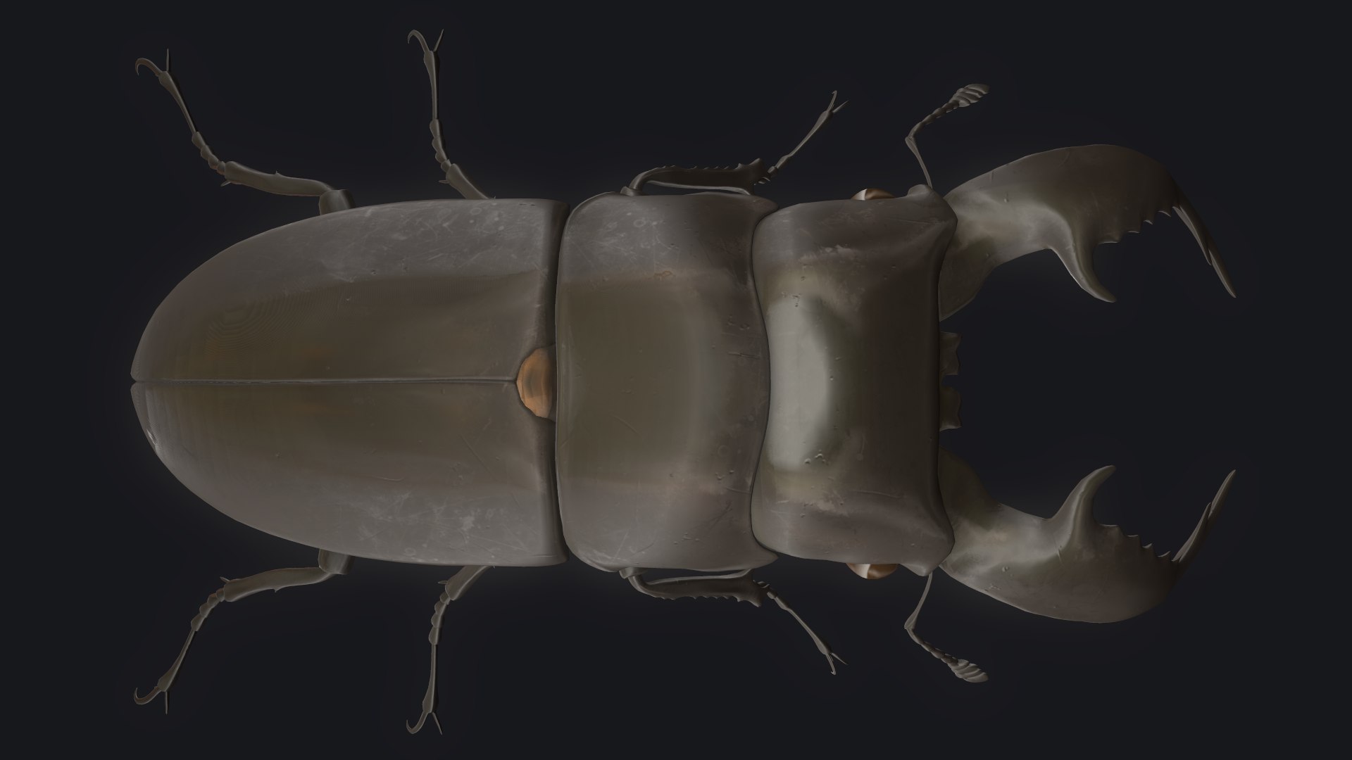 3D stag beetle https://p.turbosquid.com/ts-thumb/bh/5bENqi/wpHM0h4E/5/png/1563281941/1920x1080/fit_q87/dec289e98eb35a356ab1885ae216606c0e0d0aaa/5.jpg