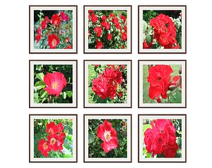 pictures flower photo 3D model
