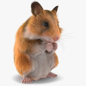 Mesocricetus Auratus Gold 3D model