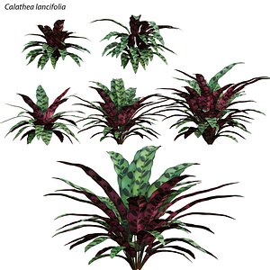 Calathea lancifolia 3D