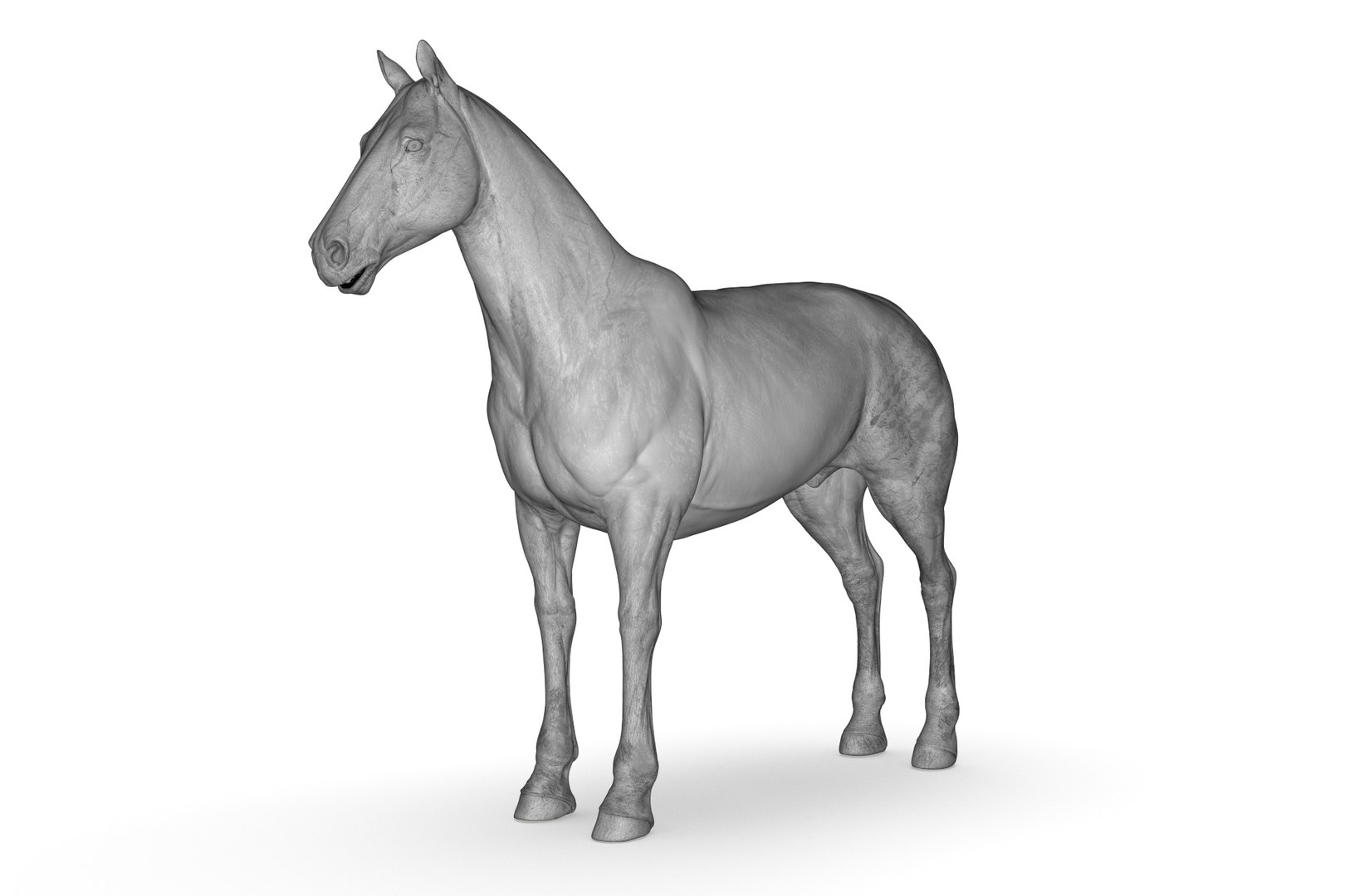 3D Horse model https://p.turbosquid.com/ts-thumb/bh/NRtaeg/Cu/render_23/jpg/1711296081/1920x1080/fit_q87/5811fbfbdaefd6626a7f52cdca6f6495436257c4/render_23.jpg