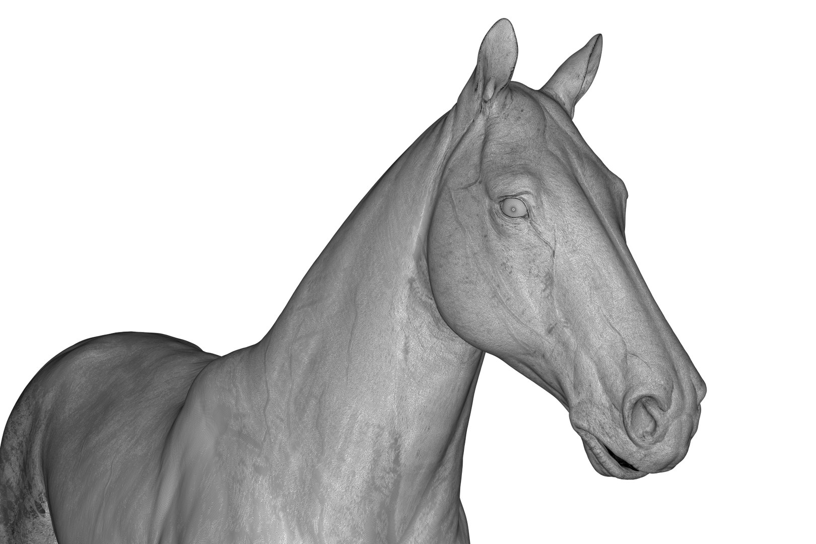 3D Horse model https://p.turbosquid.com/ts-thumb/bh/NRtaeg/ZA/render_26/jpg/1711296083/1920x1080/fit_q87/34f15af0d2f0357250eaa0876240295e748494f7/render_26.jpg
