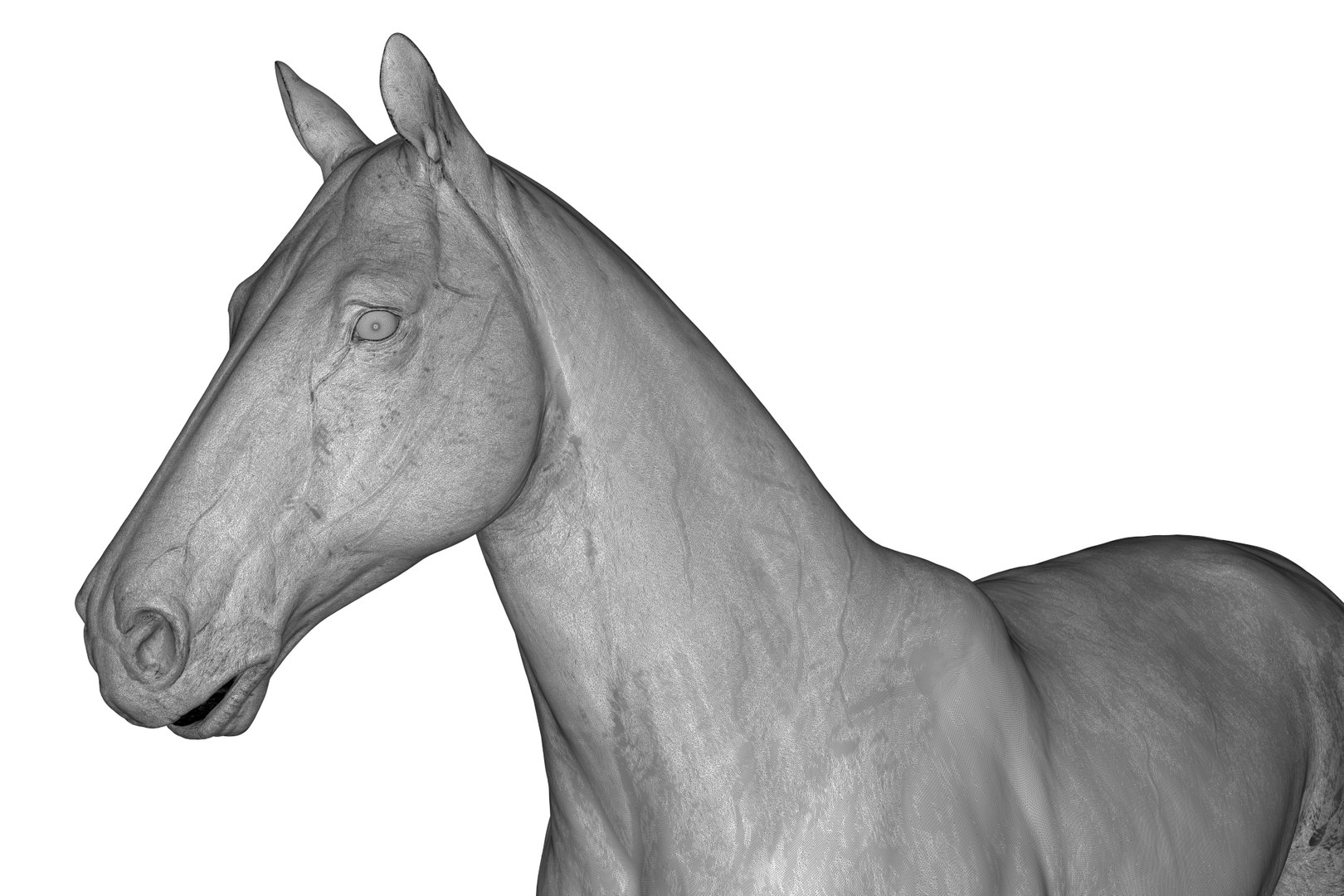 3D Horse model https://p.turbosquid.com/ts-thumb/bh/NRtaeg/dD/render_25/jpg/1711296082/1920x1080/fit_q87/e313fb401894a6653f92011410667e85797ecd8b/render_25.jpg