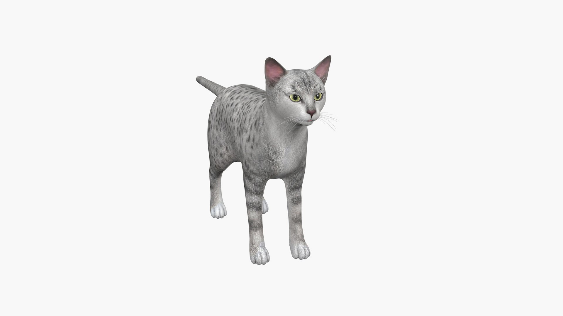 3D Manx Cat Model - TurboSquid 2368893