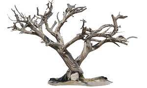 Old tree on the beach 3D model