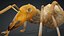 3D model Ant-V3c
