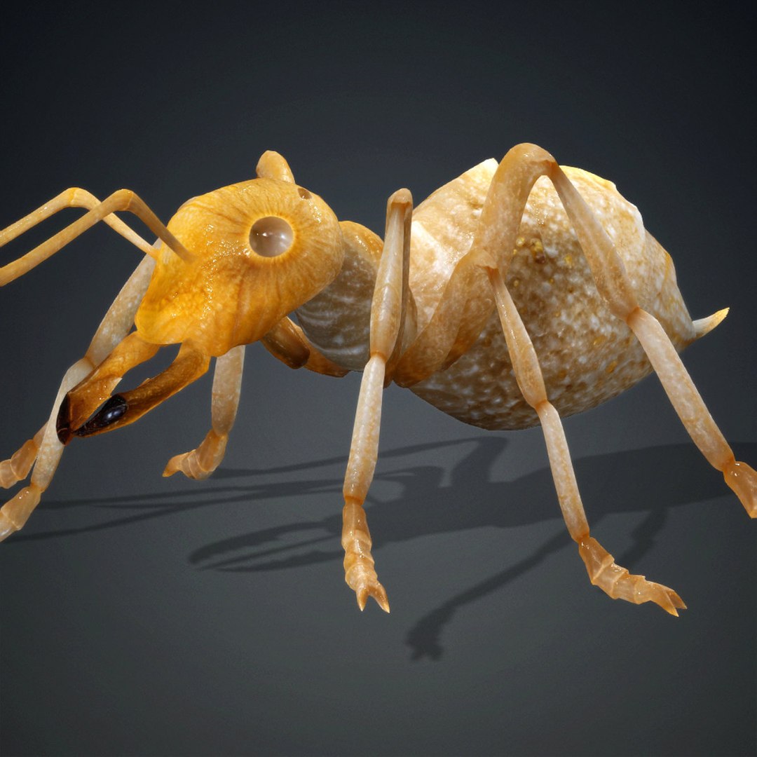 3D model Ant-V3c https://p.turbosquid.com/ts-thumb/bh/SVyOeC/be/v3c/jpg/1771907478/1920x1080/fit_q87/1219a92ed8399d598ce1657c33549291283449d1/v3c.jpg