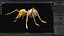 3D model Ant-V3c