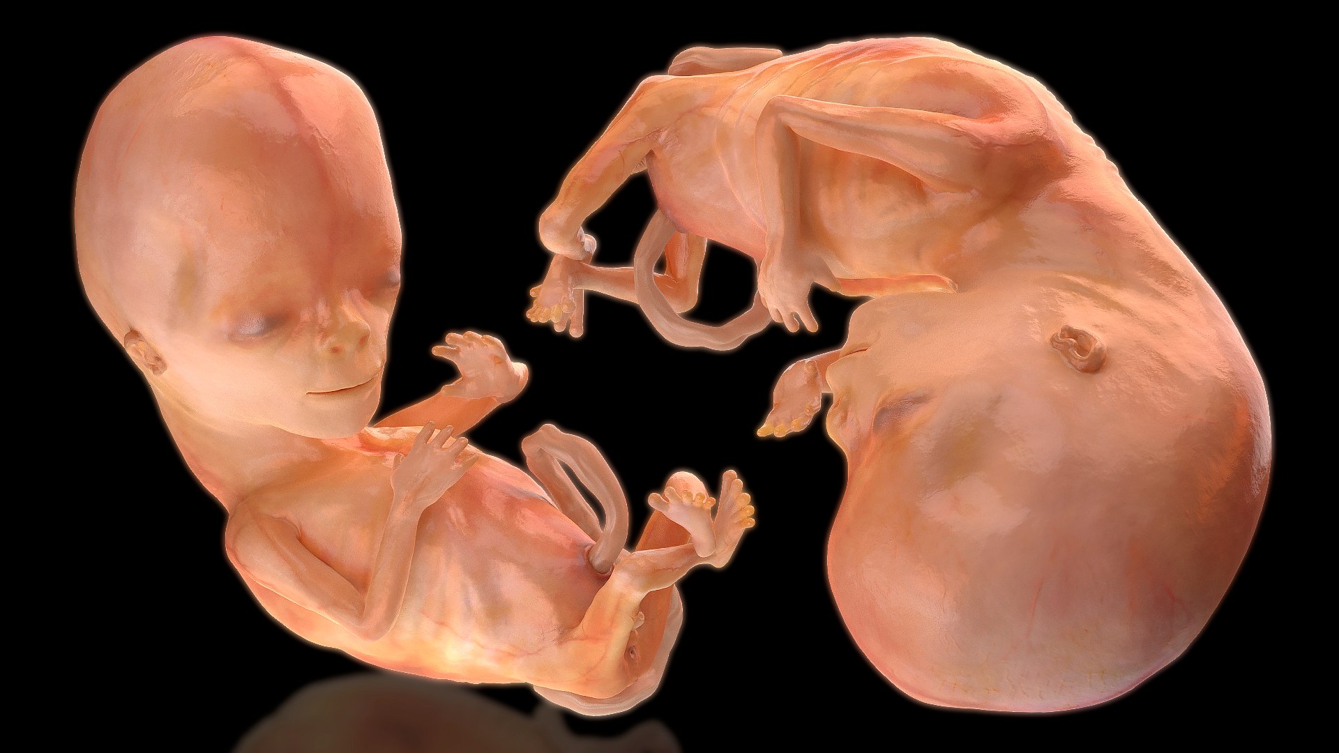 Human Fetus 12 Weeks Model TurboSquid 1657906