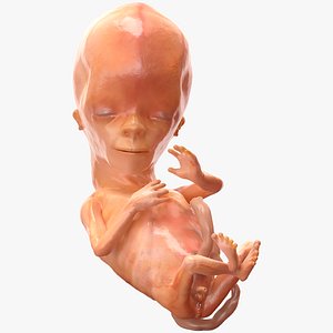 Human Fetus 12 Weeks