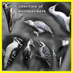 woodpeckers