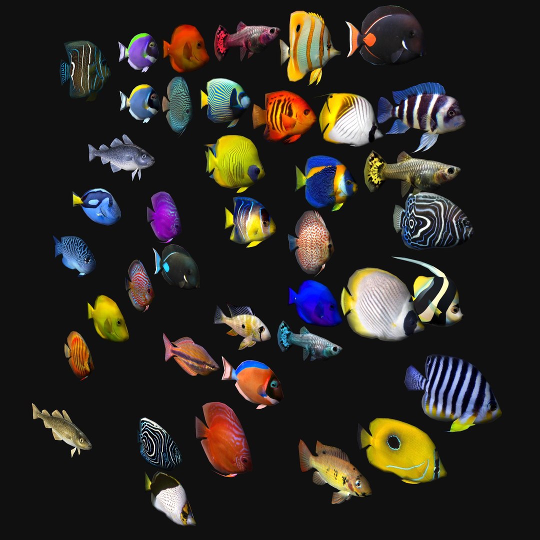 41 fish aquarium model - TurboSquid 1256039