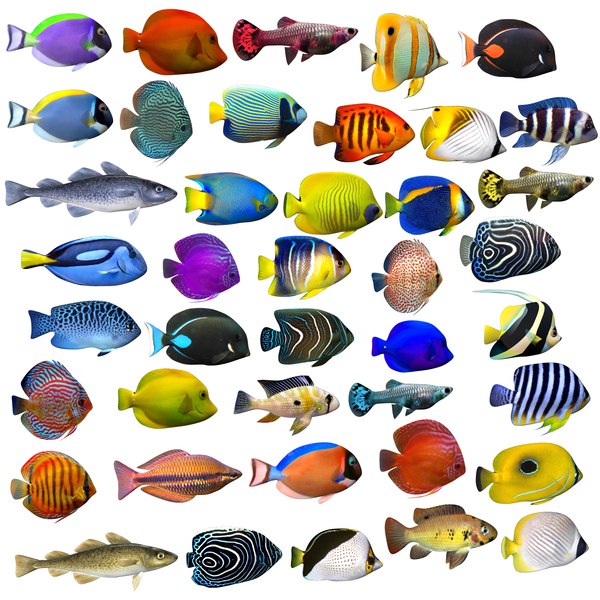 Cartoon Fish 3D Models for Download | TurboSquid