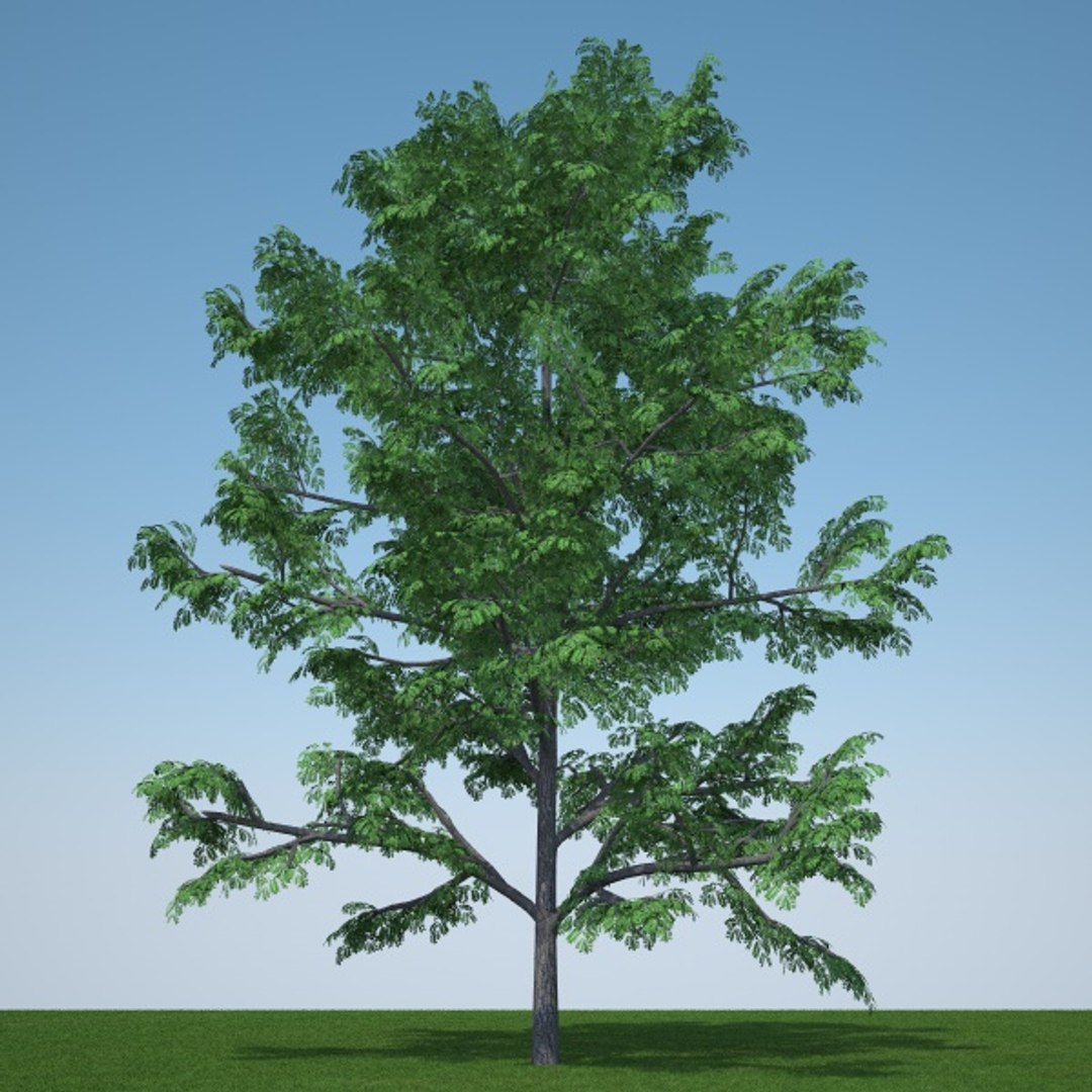 C4d Gleditsia Triacanthos Inermis