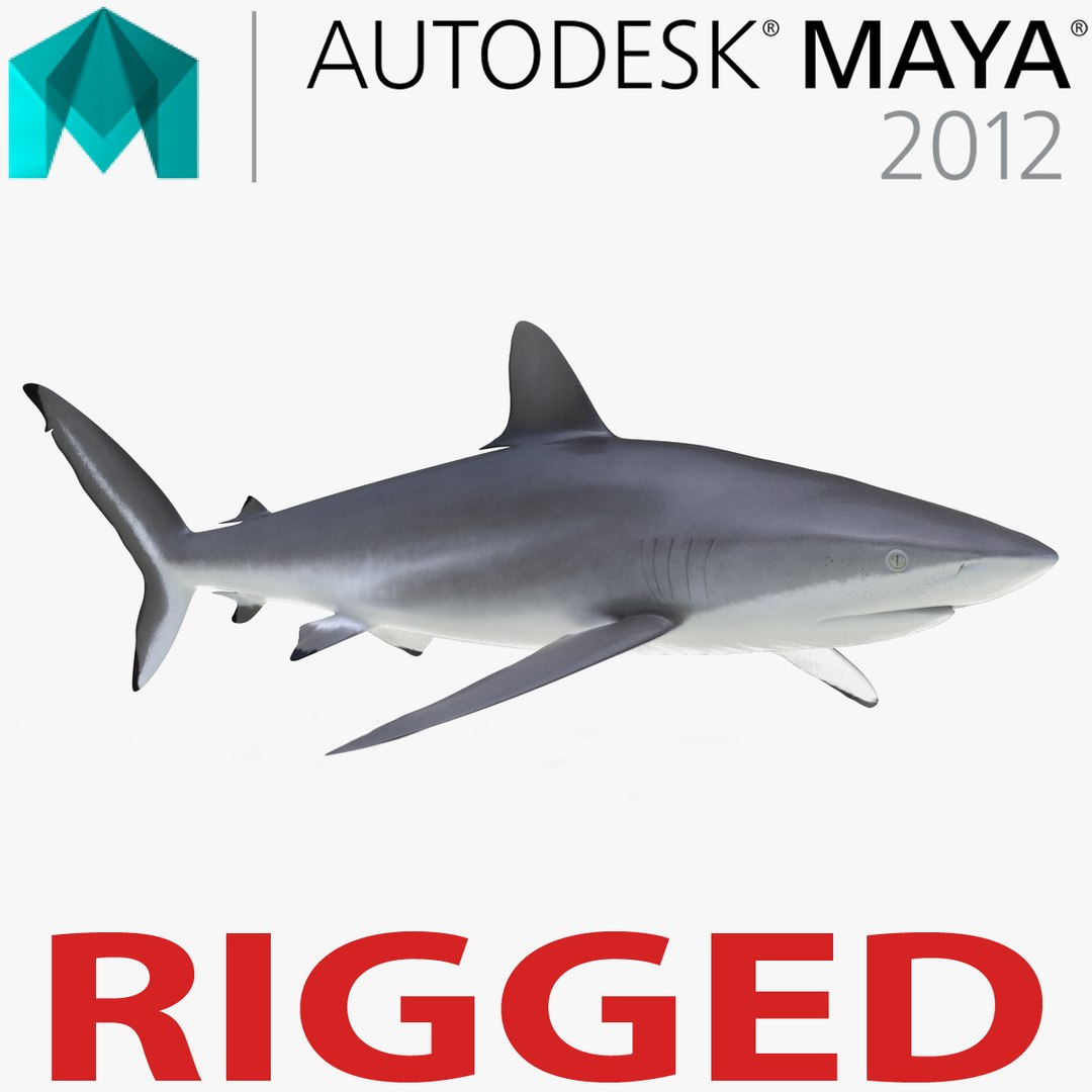 Silky Shark Rigged for Maya 3D model preview