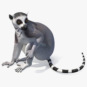 3D Lemur Rigged