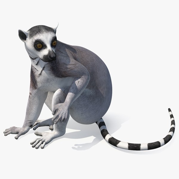 modelo 3d Lémur aparejado - TurboSquid 2193424