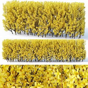 Forsythia # 3 hedge H120 cm