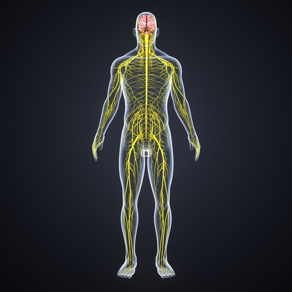 central nervous system brain 3d