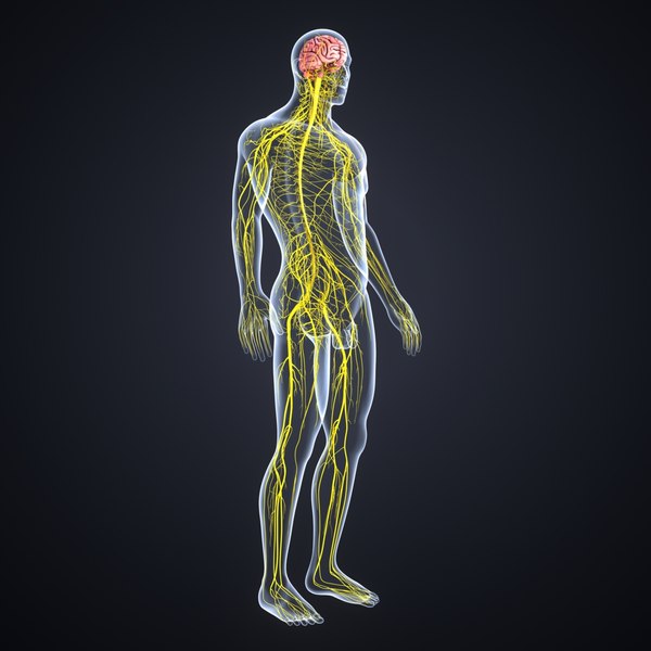 Introducir 55+ imagen modelo 3d del sistema nervioso
