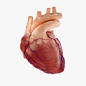 Human Heart - Realistic