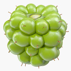 unripe green blackberry fruit 3D model