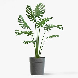 3D monstera plant pot model