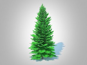 3D model Abies fraseri- Fraser Fir -Large