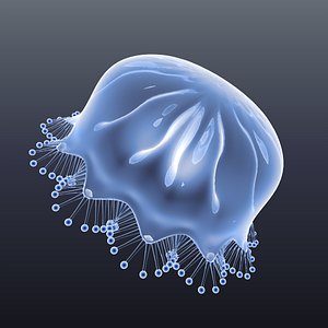 Jellyfish