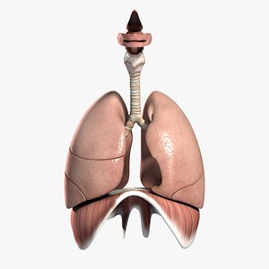 medically respiratory lw