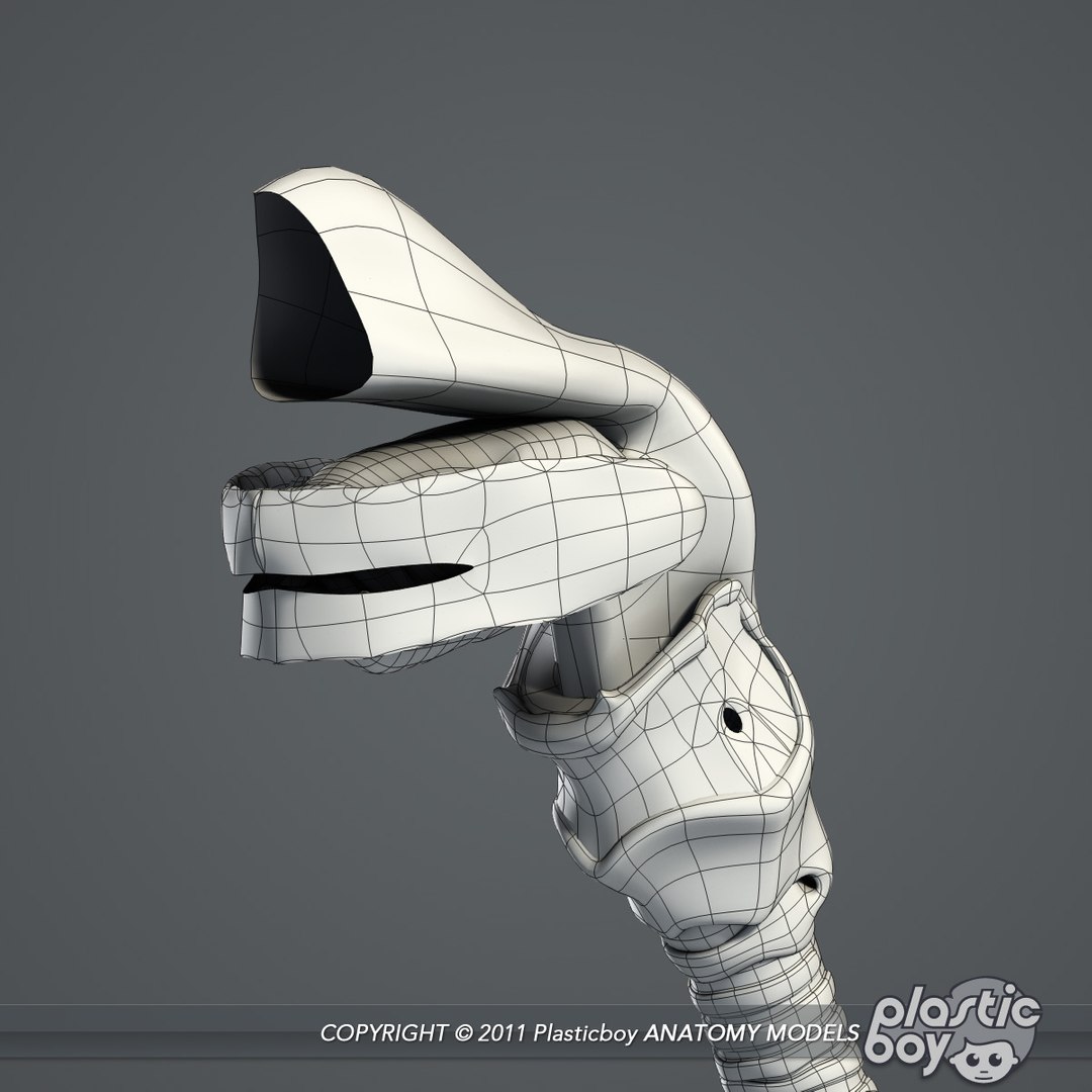 medically respiratory lw https://p.turbosquid.com/ts-thumb/bi/PuRBjw/iR7aps16/respiratory_02_wf/jpg/1302530551/1920x1080/fit_q87/d823f66636692c0d53edfc831e03028de19eacc3/respiratory_02_wf.jpg