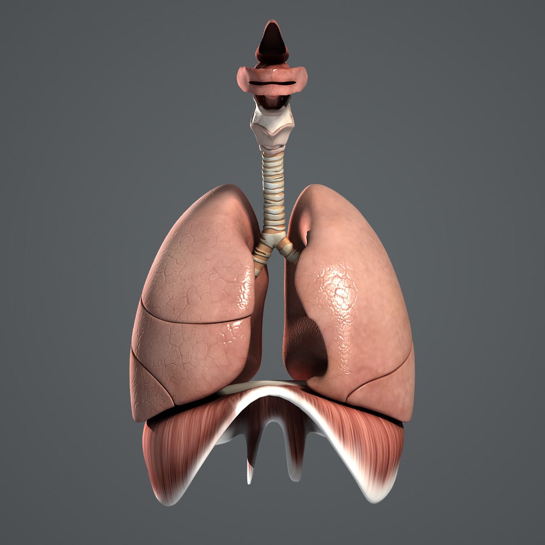 medically respiratory lw https://p.turbosquid.com/ts-thumb/bi/PuRBjw/vr44lNxD/respiratory_turbosquid_02/jpg/1322667722/1920x1080/fit_q87/7c72c530856a39baff941dee6dff332db82a8f4b/respiratory_turbosquid_02.jpg