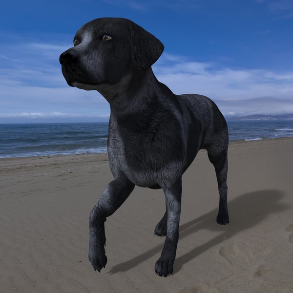 4 Best Practices For Dog