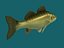 Walleye